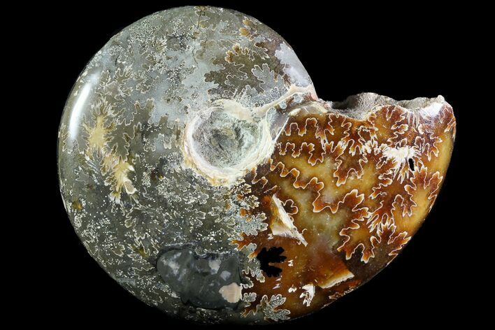 Bargain, Wide Polished Cleoniceras Ammonite - Madagascar #74884